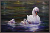 Mother Swan With Her Signets