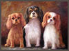 Ruby, Charlie and Sadie